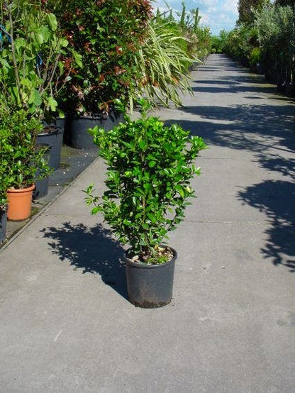  Kardinaalsmuts (Euonymus Japonicus)