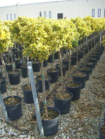  Kardinaalshoed Op Stam (Euonymus Japonicus 'Aureus')