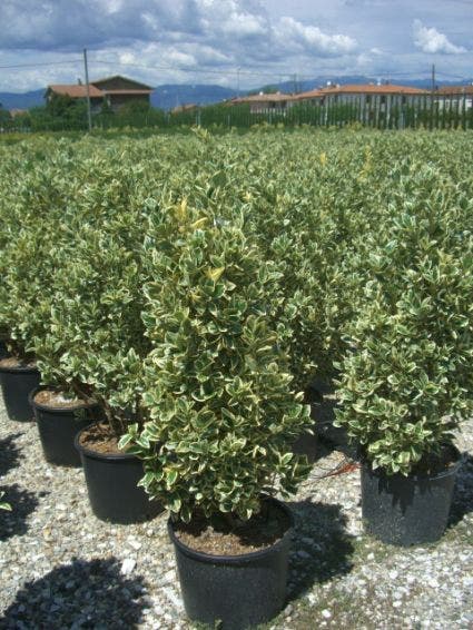  Kardinaalshoed (Euonymus Japonicus 'Bravo')