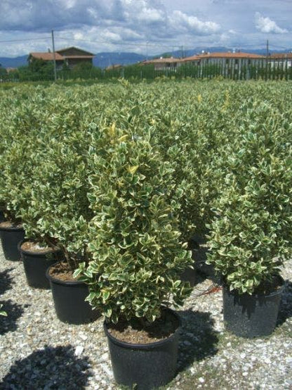  Kardinaalshoed (Euonymus Japonicus 'Bravo')