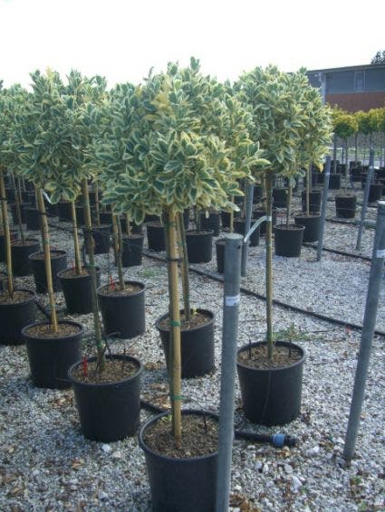  Kardinaalshoed Op Stam (Euonymus Japonicus 'Bravo')