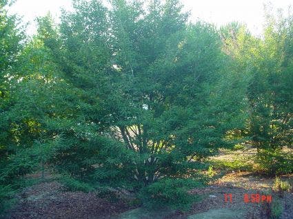  Varenbeuk (Fagus Sylvatica 'Aspleniifolia')