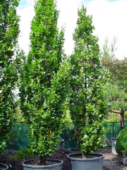  Gele Zuilbeuk (Fagus Sylvatica 'Dawyck Gold')