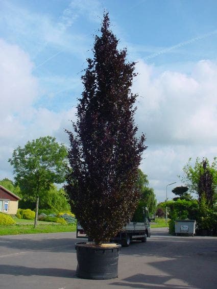  Rode Zuilbeuk (Fagus Sylvatica 'Dawyck Purple')
