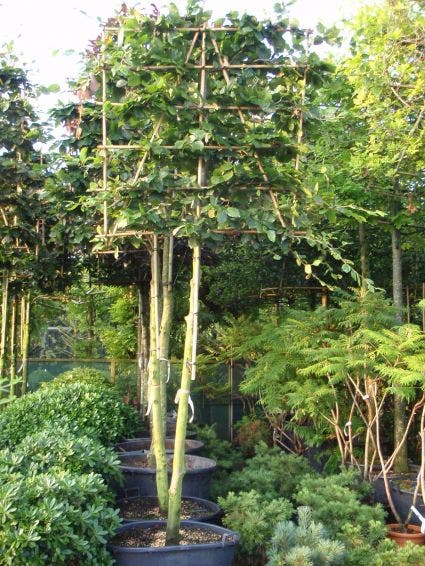  Groene Beuk Als Leiboom (Fagus Sylvatica)