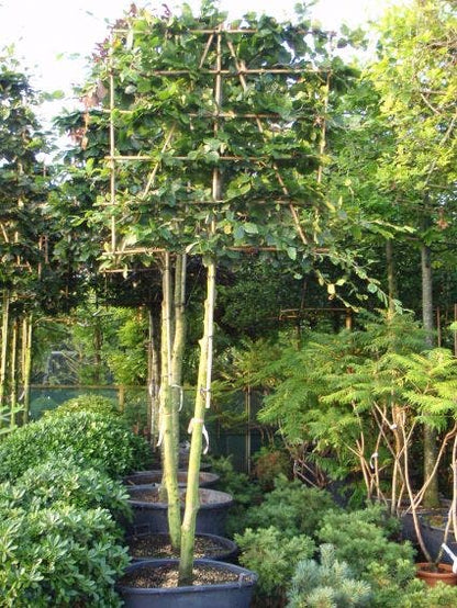  Groene Beuk Als Leiboom (Fagus Sylvatica)