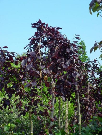  Rode Treurbeuk (Fagus Sylvatica 'Purple Fountain')
