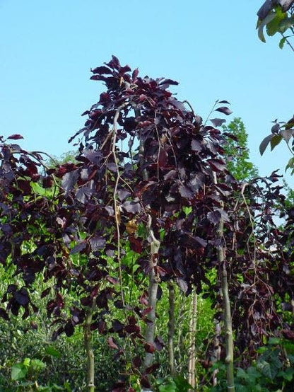  Rode Treurbeuk (Fagus Sylvatica 'Purple Fountain')
