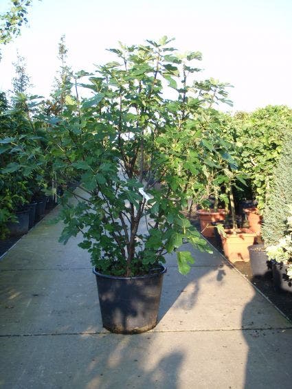  Vijg (Ficus Carica)
