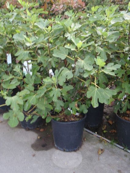  Vijg (Ficus Carica)