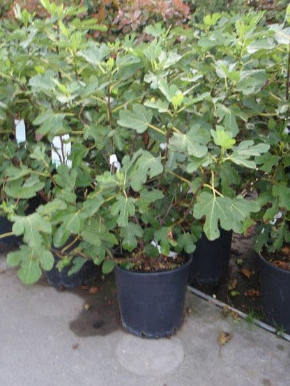  Vijg (Ficus Carica)