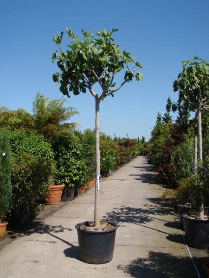  Vijgenboom (Ficus Carica)