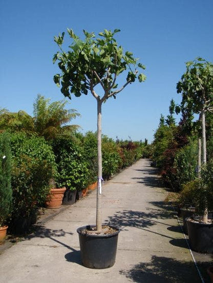  Vijgenboom (Ficus Carica)