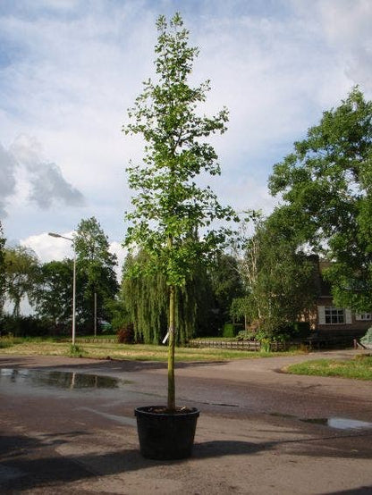  Japanse Notenboom (Ginkgo Biloba)