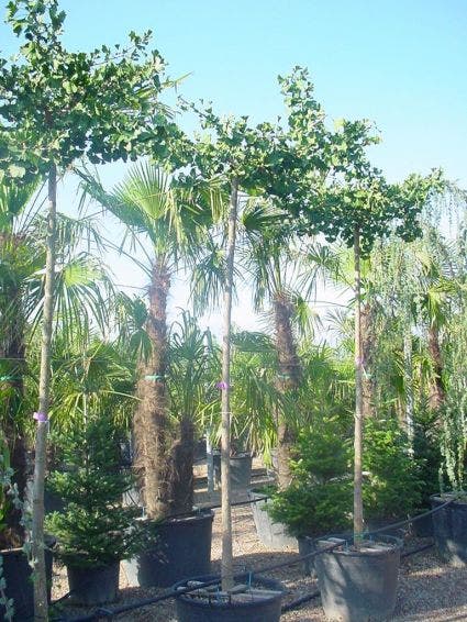  Japanse Notenboom (Ginkgo Biloba 'Horizontalis')