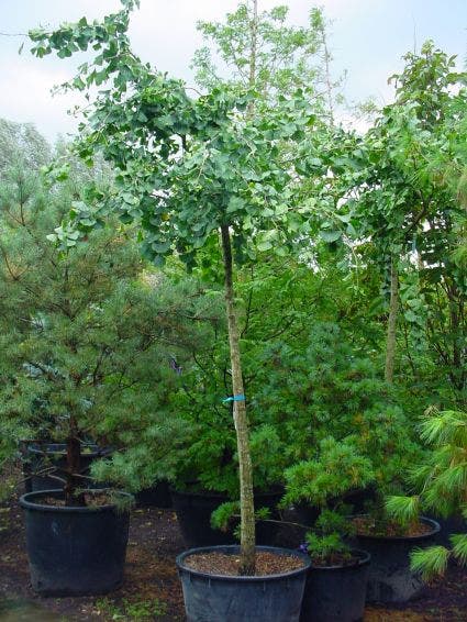  Japanse Notenboom (Ginkgo Biloba 'Horizontalis')