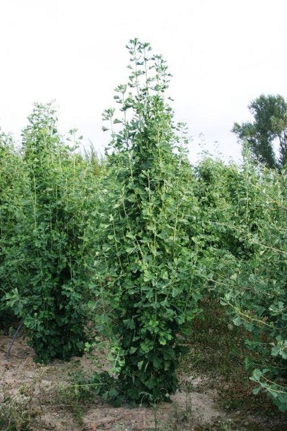  Japanse Noteboom Als Zuilboom (Ginkgo Biloba 'Fastigiata Blagon')