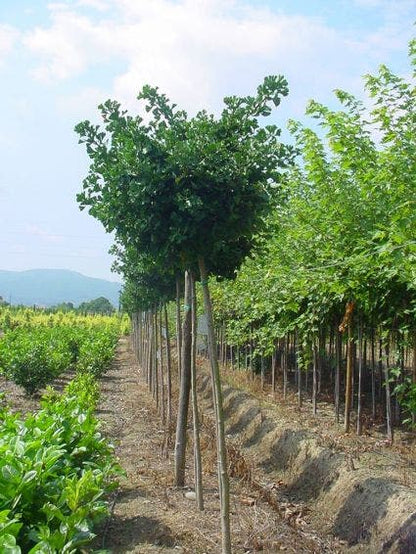  Japanse Notenboom (Ginkgo Biloba 'Mariken')