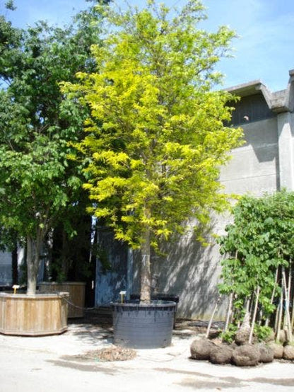  Geelbladige Christusdoorn (Gleditsia Triacanthos 'Sunburst')