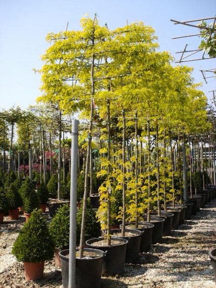  Valse Christusdoorn Als Leiboom (Gleditsia Triacanthos 'Sunburst')