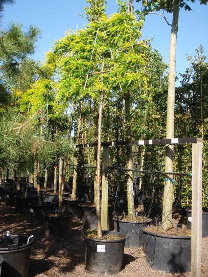  Valse Christusdoorn Als Leiboom (Gleditsia Triacanthos 'Sunburst')