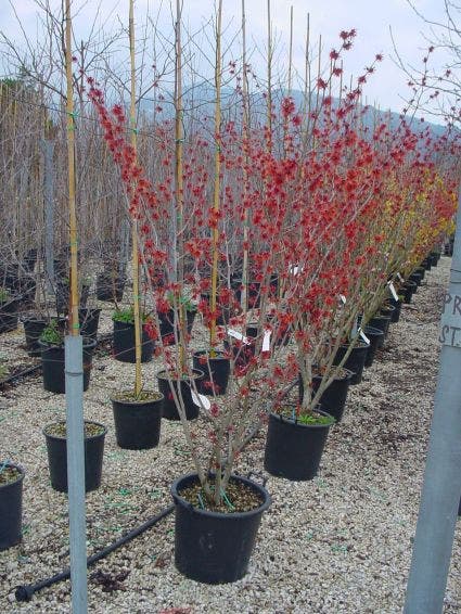  Toverhazelaar (Hamamelis Intermedia 'Diane')