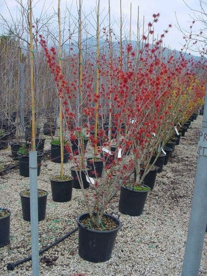  Toverhazelaar (Hamamelis Intermedia 'Diane')