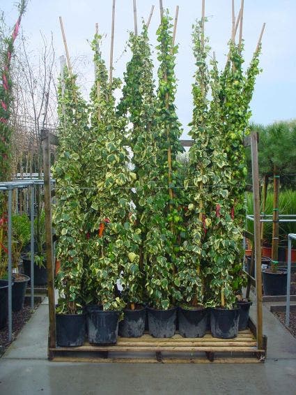  Kaukasische Klimop (Hedera Colchica 'Sulphur Heart')