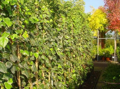  Algerijnse Klimop (Hedera Algeriensis 'Gloire De Marengo')