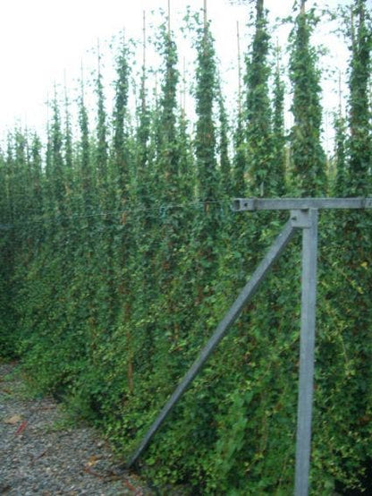  Kleinbladige Klimop (Hedera Helix)
