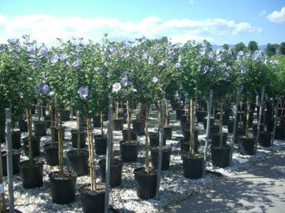  Altheastruik Op Stam (Hibiscus Syriacus 'Oiseau Blue')