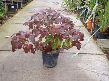  Eikenbladhortensia (Hydrangea Quercifolia)