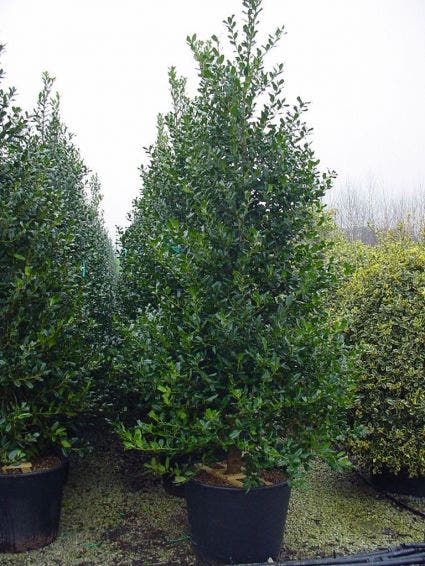  Gewone Hulst (Ilex Aquifolium)