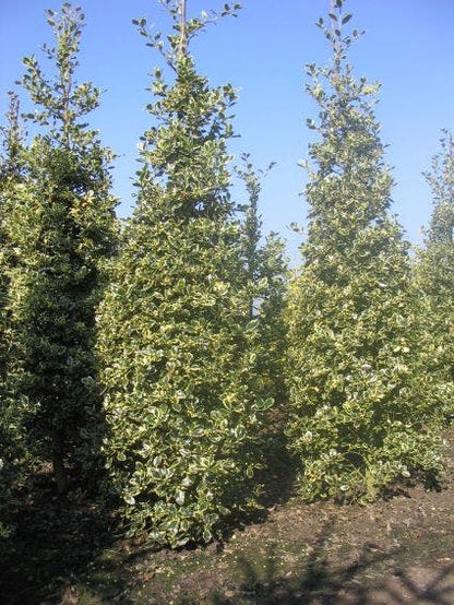  Hulst (Ilex Aquifolium 'Argentea Marginata')