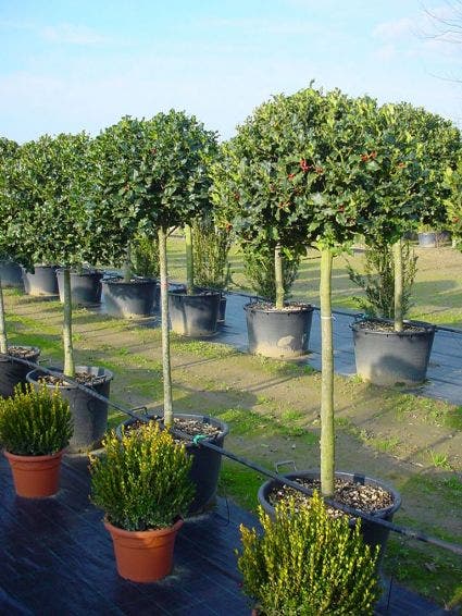  Hulst Op Stam (Ilex Aquifolium)