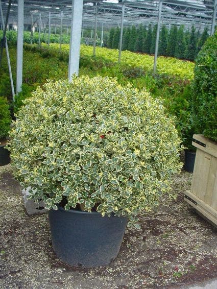  Bonte Hulst In Bolvorm (Ilex Aquifolium 'Argentea Marginata')