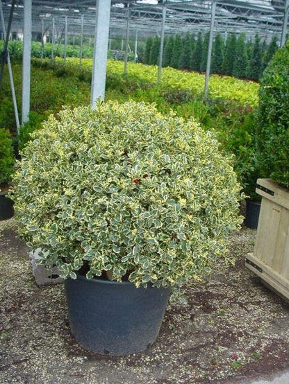  Bonte Hulst In Bolvorm (Ilex Aquifolium 'Argentea Marginata')