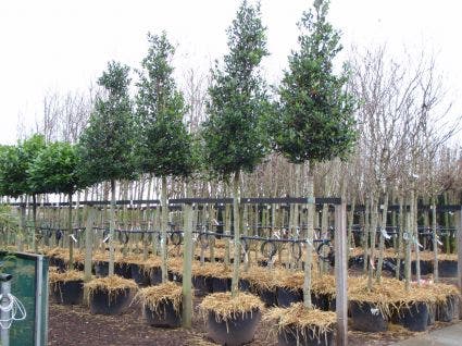  Hulst Als Boom (Ilex 'Nellie R. Stevens')