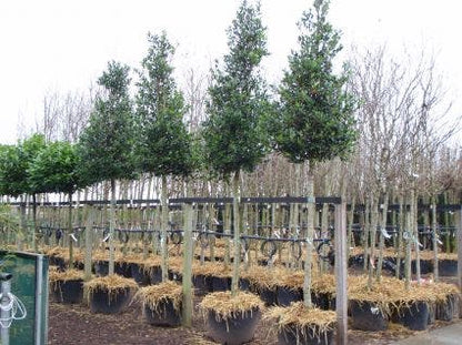  Hulst Als Boom (Ilex 'Nellie R. Stevens')