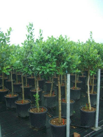  Hulst Op Stam (Ilex 'Nellie R Stevens')