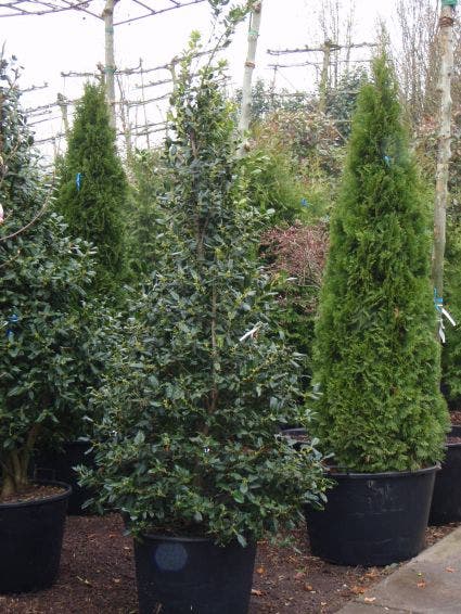  Amerikaanse Hulst (Ilex 'Nellie R Stevens')