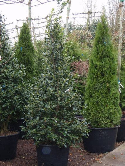  Amerikaanse Hulst (Ilex 'Nellie R Stevens')