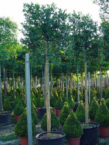  Amerikaanse Hulst Als Leiboom (Ilex 'Nellie R. Stevens') NU EXTRA VOORDELIG