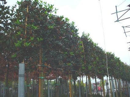  Amerikaanse Hulst Als Leiboom (Ilex 'Nellie R. Stevens') NU EXTRA VOORDELIG