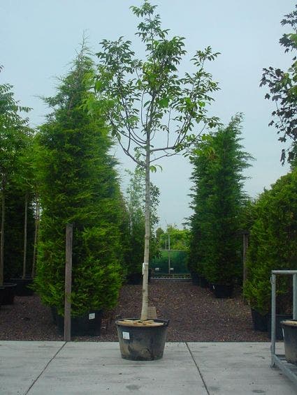  Walnotenboom (Juglans Regia)