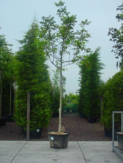  Walnotenboom (Juglans Regia)