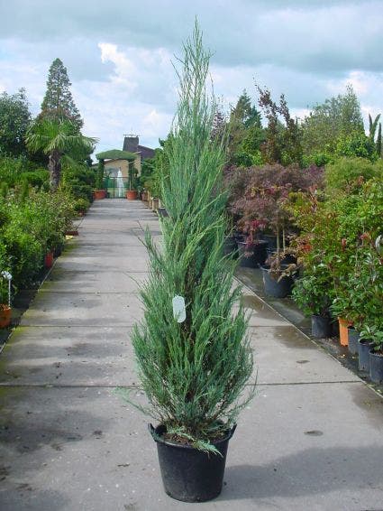  Jeneverbes (Juniperus Scopulorum 'Skyrocket')