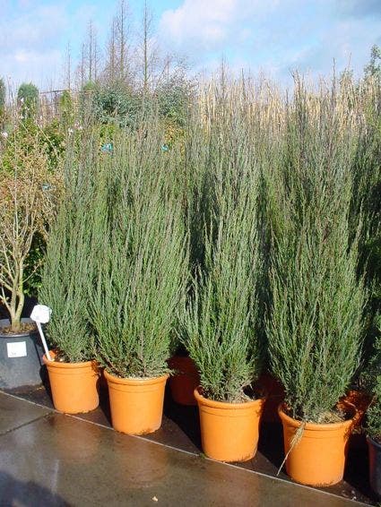  Jeneverbes (Juniperus Scopulorum 'Skyrocket')