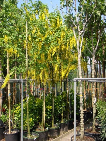  Gouden Regen Als Boom (Laburnum Watereri 'Vossii')