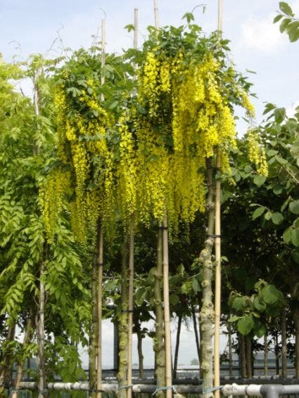  Gouden Regen Als Boom (Laburnum Watereri 'Vossii')
